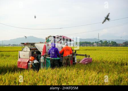 Patii, Indonesien - August 2023 : zur Ernte der Felder wird eine automatische Reismaschine eingesetzt, die in der Erntesaison reif und gelb ist. Stockfoto
