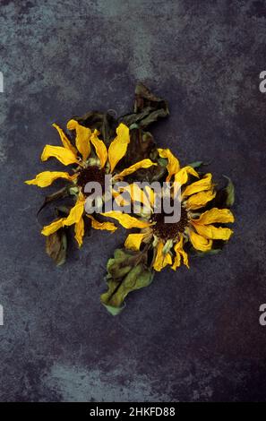 Zwei getrocknete welke Köpfe von Sonnenblumen oder Helianthus annus liegen auf angeschwollen Metall Stockfoto