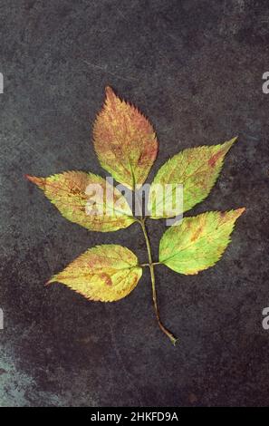 Zwei Blätter des Elder oder Sambucus nigra Busches, die von grün durch gelb zu rot auf Schiefer liegen Stockfoto