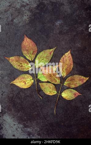 Zwei Blätter des Elder oder Sambucus nigra Busches, die von grün durch gelb zu rot auf Schiefer liegen Stockfoto