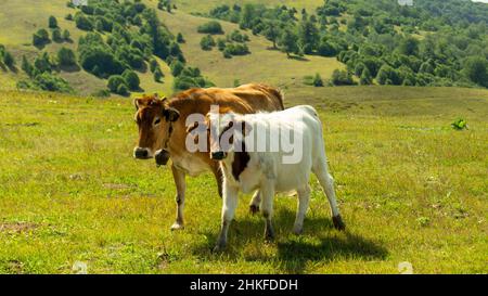 Kühe ernährten sich gesund in natürlicher Umgebung. Zwei wunderschöne Kühe auf einem grünen Feld. Kühe grasen auf einer grünen Frühlingswiese. Natürlich gefütterte Kühe. kuhherde. Stockfoto