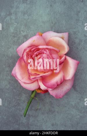 Einzelne blassrosa und dunkelrosa Blüten von Rose oder Rosa Lovely Lady beginnen zu verwelken, liegend auf Schiefer Stockfoto