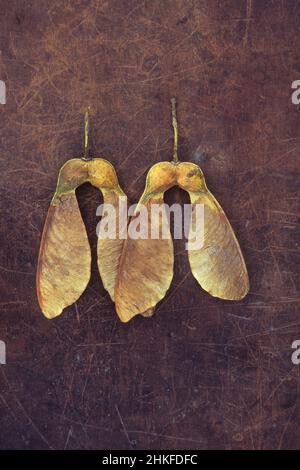 Zwei geflügelte Paare von Samen von Sycamore oder Acer pseudoplatanus oder Great Ahornbaum liegen auf abgestampftem Leder Stockfoto