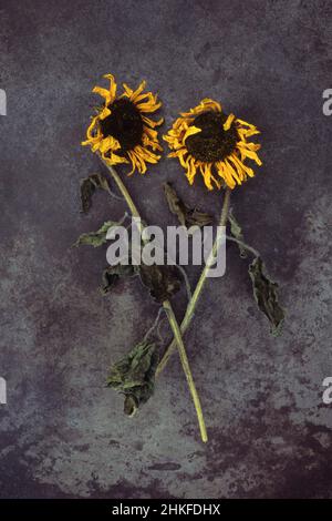 Zwei getrocknete, welke Köpfe von Sonnenblumen oder helianthus annus liegen mit ihren Stielen auf beschmutztem Metall Stockfoto