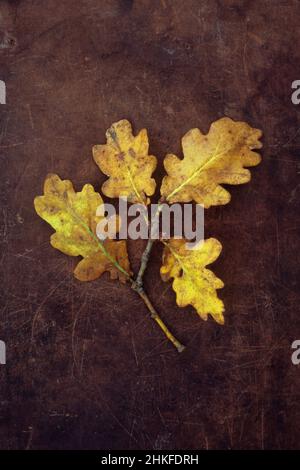 Stamm aus englischer Eiche oder Quercus robur Baum mit vier gelben und braunen Herbstblättern, die auf gerufftem Leder liegen Stockfoto