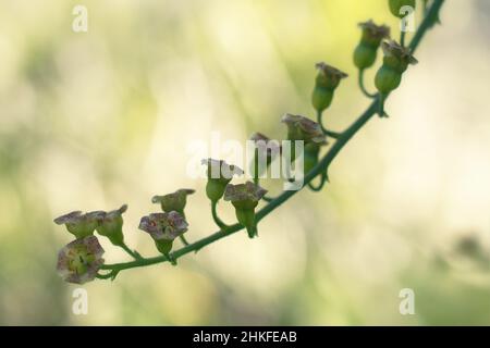 Blüten eines roten Johannisbeerbusches Stockfoto