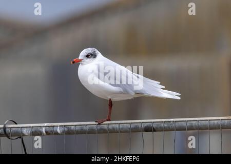 Mittelmeermöwe (Ichthyaetus melanocephalus) - erwachsener Vogel im Wintergefieder - in Mistley, Essex Stockfoto