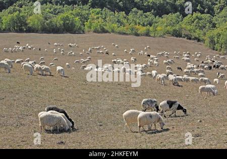 Schafherde mit San Quirico von d' Orcia, Herbst, Kreta, Toskana, Italien / Schafe bei San Quirico von d' Orcia, Kreta, Toskana, Italien Stockfoto