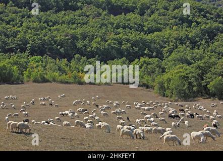 Schafherde mit San Quirico von d' Orcia, Herbst, Kreta, Toskana, Italien / Schafe bei San Quirico von d' Orcia, Kreta, Toskana, Italien Stockfoto