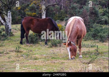 New Forest Ponys grasen im Februar, Hampshire, Großbritannien Stockfoto