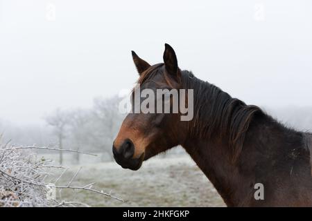 Porträt eines braunen rotbraunen Pferdes in einer weißen Landschaft, die im Winter mit Frost bedeckt ist Stockfoto