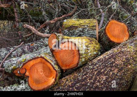 VOR KURZEM SCHNEIDEN SIE PROTOKOLLE MIT ORANGEFARBENEN RINGEN UND BEDECKT MIT MOOS UND FLECHTEN Stockfoto