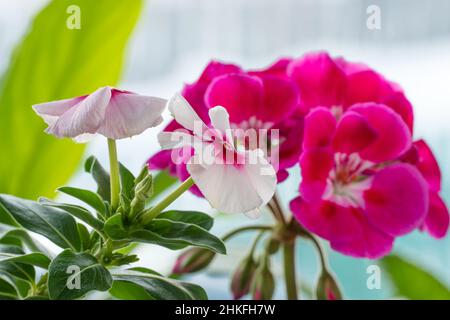 Blühende Geranium auf der Fensterbank. Nahaufnahme der blühenden rosa Blume der Geranium. Blumen in Töpfen. Schöne kleine Geranie Pelargonium Blume. Stockfoto