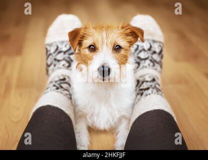 Netter ruhiger Hund, der auf den Besitzer schaut. Beziehung von Mensch und Tier, Kommunikation mit Haustieren, Vertrauen und Fürsorge. Stockfoto