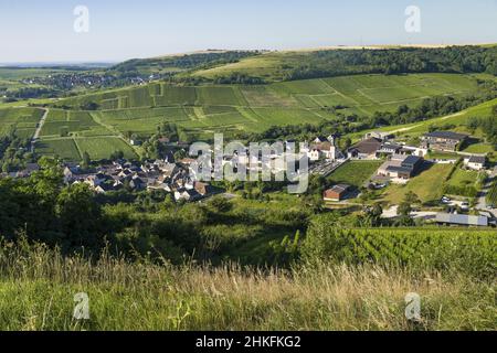 Frankreich, Cher, Chavignol, der Weinberg Sancerre AOC in Chavignol Stockfoto