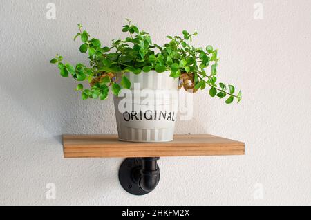 Peperomia rotundifolia in einem Topf. Zimmerpflanze auf industriellem Holzregal. Stockfoto