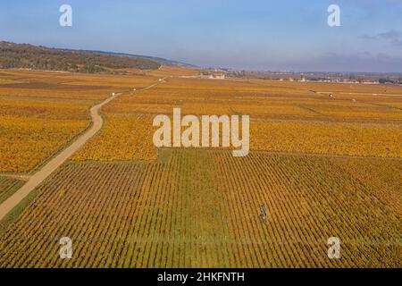 Frankreich, Cote d'Or, Kulturlandschaft der Klimazonen Burgunds, die von der UNESCO zum Weltkulturerbe erklärt wurden, Route des Grands Crus (Straße der Vintage-Weine), der Weinberg des Dorfes Vosne-Romanée und das Chateau du Clos de Vougeot im Hintergrund (Luftaufnahme) Stockfoto