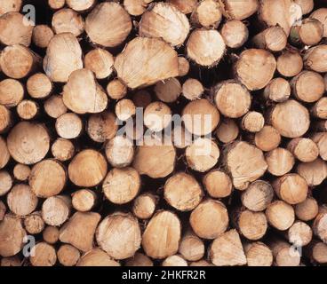 Vereinigtes Königreich. Schottland. Forstwirtschaft. Schneiden Sie Kiefernstämme. Stockfoto