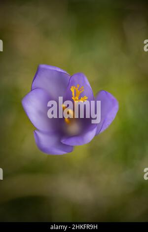 Frankreich, Hautes Pyrenees, Azun-Tal, Estaing, Estaing-Tal, Arrouy-Tal, Nationalpark der Pyrenäen. Herbstcrocus (Colchicum autumnale) Stockfoto