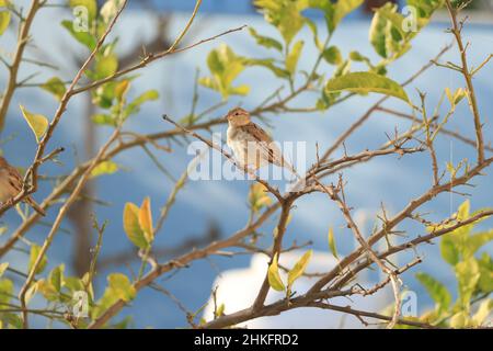 Sperling Vogel sitzt auf einem Baum mit blauem Hintergrund. Stockfoto