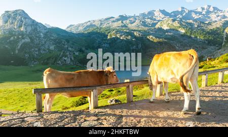 Asturian Mountain Cattle Kuh sitzt auf dem Rasen in einem Nationalpark bei Sonnenaufgang Stockfoto