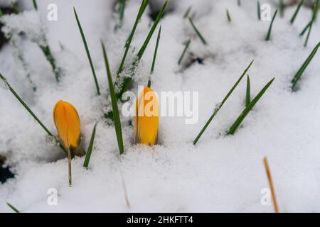 Nahaufnahme von schmelzendem Schnee und gelben Krokus, die im frühen Frühjahr im Wald blühen. Wunderschöne wilde Krokussen Blumen, Nahaufnahme. Crocus scharojanii. Stockfoto