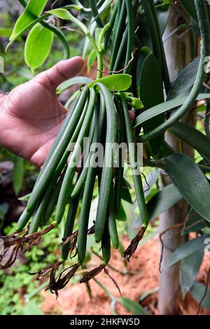 Frankreich, Réunion Island (französisches Überseedepartement), Saint Louis, Domaine de Bellevue, Produzent von organischer Planifolia-Vanille, die unter Photovoltaik-Paneelen angebaut wird, Vanilleschoten, die vor 4 Monaten gedüngt wurden Stockfoto