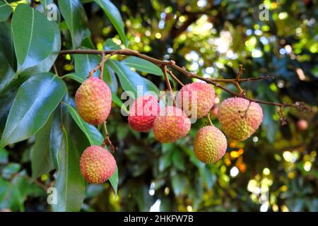 Frankreich, Réunion Island (französisches Überseedepartement), Berive les Hauts, Isautier Bérive Anwesen in den Höhen von Saint-Pierre, Litchi chinensis im Baum Stockfoto