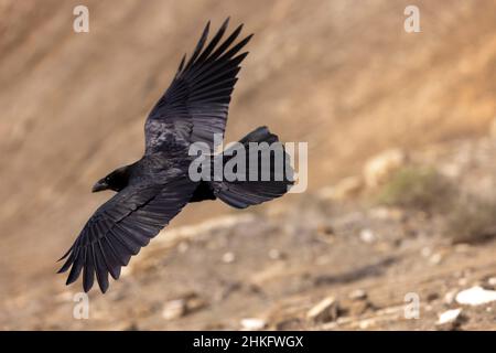 Spanien, Kanarische Inseln, Lanzarote, Naturpark Los Volcanes, Rabe an der Caldera Blanca (corvus corax) Stockfoto