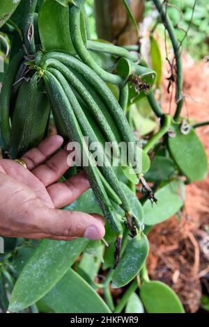 Frankreich, Réunion Island (französisches Überseedepartement), Saint Louis, Domaine de Bellevue, Produzent von organischer Planifolia-Vanille, die unter Photovoltaik-Paneelen angebaut wird, Vanilleschoten, die vor 4 Monaten gedüngt wurden Stockfoto