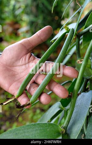 Frankreich, Réunion Island (französisches Überseedepartement), Saint Louis, Domaine de Bellevue, Produzent von organischer Planifolia-Vanille, die unter Photovoltaik-Paneelen angebaut wird, Vanilleschoten, die vor 4 Monaten gedüngt wurden Stockfoto