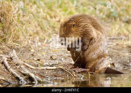 Frankreich, Indre et Loire, Castor d'Europe am Ufer beim Waschen Stockfoto