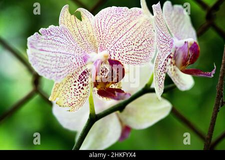 Orchidee - Palaenopsis Moth Orchidee Stockfoto