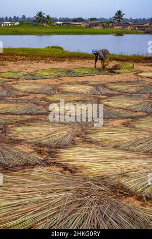 Benin, Grand Popo, Trocknen des Strohs, um Dächer zu machen Stockfoto