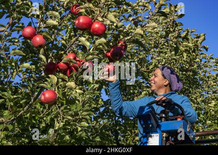 France, Herault, Saint Just, Cofruid'oc ist eine Co-op, die Pink Lady Äpfel produziert Stockfoto