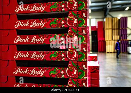 France, Herault, Saint Just, Cofruid'oc ist eine Co-op, die Pink Lady Äpfel produziert Stockfoto