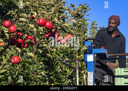 France, Herault, Saint Just, Cofruid'oc ist eine Co-op, die Pink Lady Äpfel produziert Stockfoto