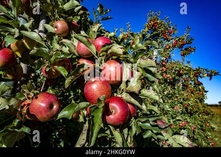 France, Herault, Saint Just, Cofruid'oc ist eine Co-op, die Pink Lady Äpfel produziert Stockfoto