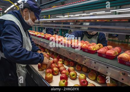 France, Herault, Saint Just, Cofruid'oc ist eine Co-op, die Pink Lady Äpfel produziert Stockfoto