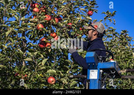 France, Herault, Saint Just, Cofruid'oc ist eine Co-op, die Pink Lady Äpfel produziert Stockfoto