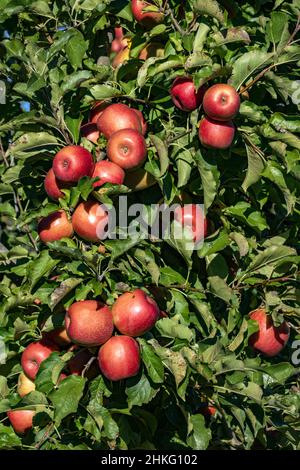 France, Herault, Saint Just, Cofruid'oc ist eine Co-op, die Pink Lady Äpfel produziert Stockfoto