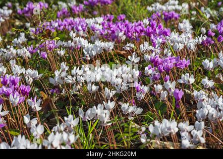 Frankreich, Dordogne, Chancelade, Dorf an der Via Lemovicensis oder Vezelay, einer der Hauptwege nach Santiago de Compostela, blühend aus Cyclamen Stockfoto