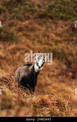 Gämsen-Wildziegenporträt in den Bergen der Vogesen Frankreich auf einem Feld, das den Fotografen anschaut Stockfoto