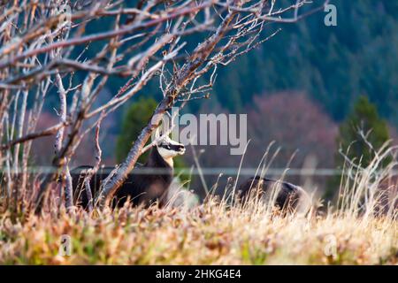 Gemsen-Wildziege in den Bergen der Vogesen in Frankreich in einem Heidelbeer- und Heidefeld Stockfoto