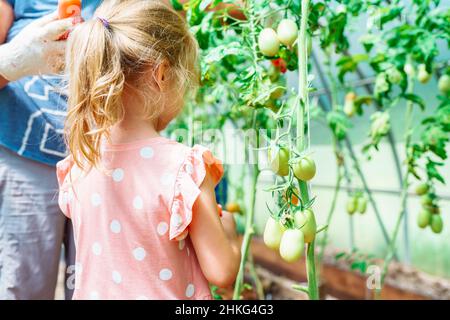 Portrait von kleinen blonden Mädchen Rückseite Hilfe zur Ernte Großmutter. Tomaten im Gewächshaus im Dorf. Nahaufnahme Stockfoto