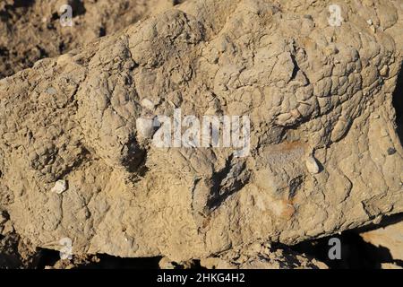 Lehmboden mit Steinen in der Wand Stockfoto