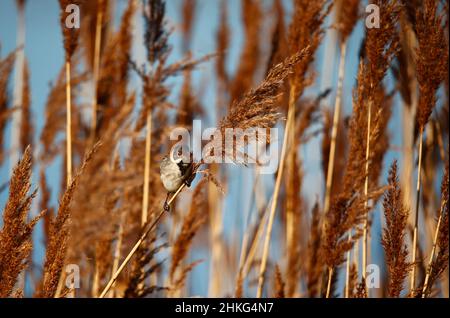 Männliche Schilfbeine, die sich auf Schilfköpfen füttern Stockfoto
