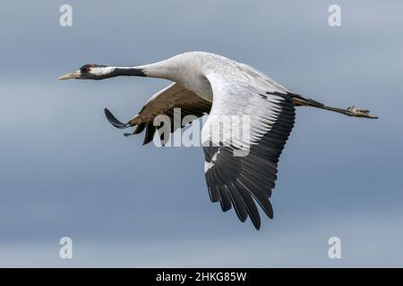 Gewöhnlicher Kran, Grus grus, fliegend, Gallocanta, Spanien Stockfoto