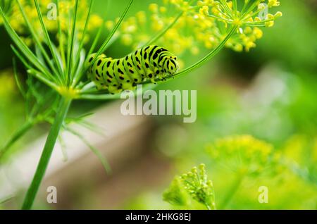 Raupe von Papilio Machaon kriecht auf einem frischen grünen Dill im Garten. Caterpillar frisst duftenden Dill. Stockfoto