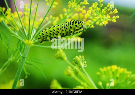 Raupe von Papilio Machaon kriecht auf einem frischen grünen Dill im Garten. Caterpillar frisst duftenden Dill. Stockfoto